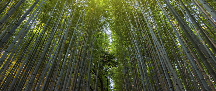 Kioto, Japón