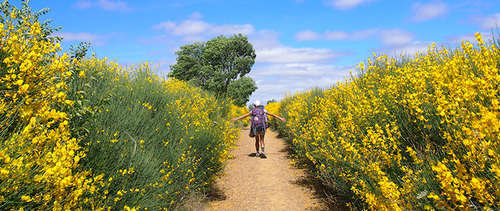 Camino de Santiago