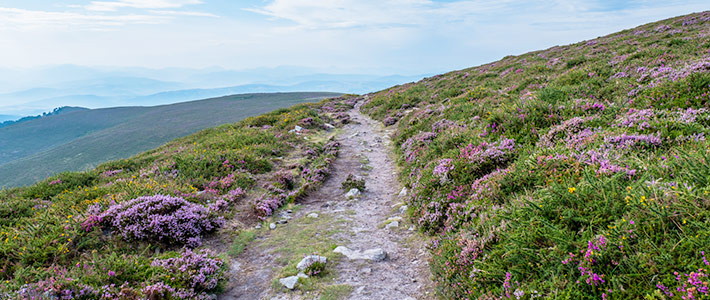 Camino de Santiago