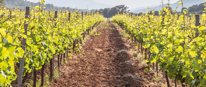 Viñedo fontanars dels alforins