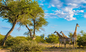 Parque Nacional Kruger, Sudáfrica