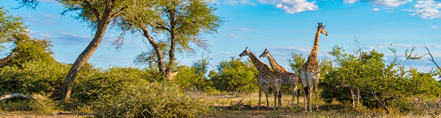 Parque Nacional Kruger, Sudáfrica