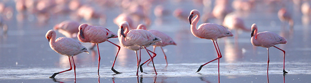 Lago Nakuru, Kenia