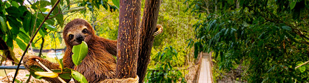 Perezoso en la naturaleza de Costa Rica