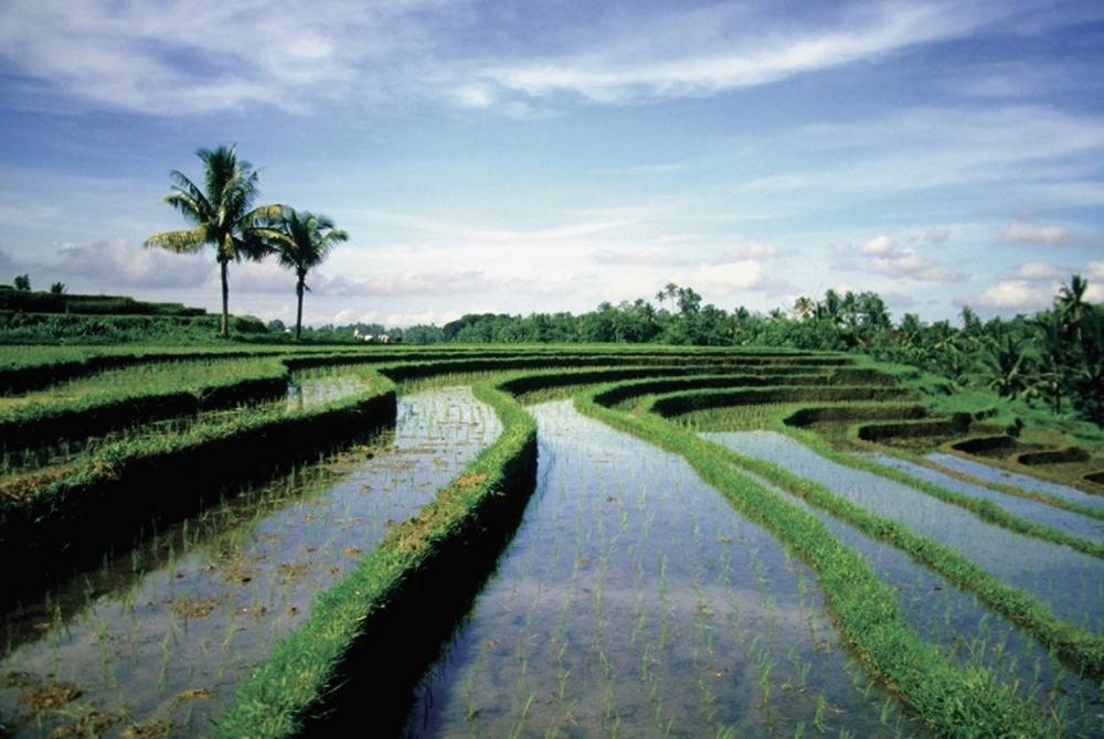 Four Seasons Resort Bali at Sayan